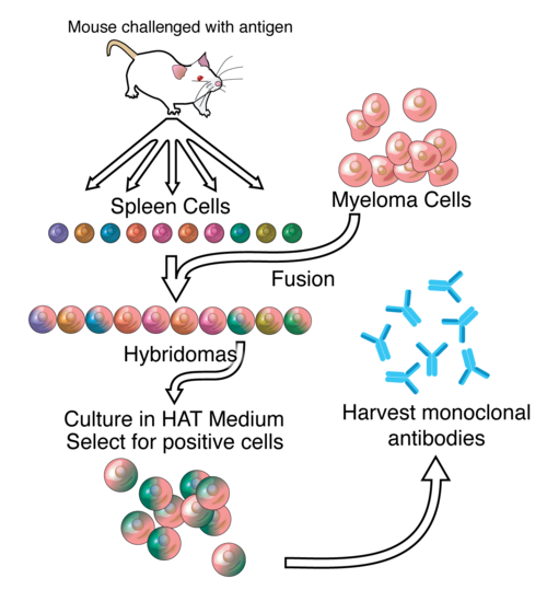 Monoclonal antibodies